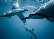 鲍尔22+7+5布莱克24分 黄蜂客场战胜魔术